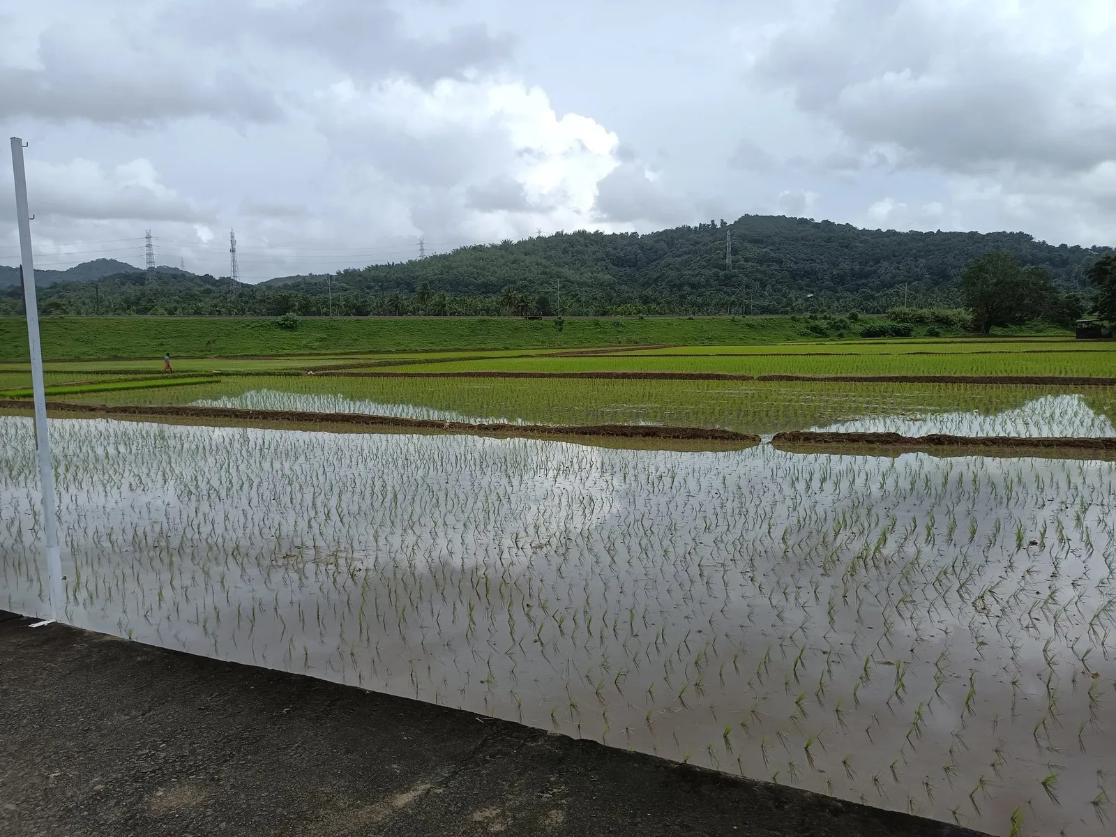 Flooded rice paddy with newly planted seedlings below green hills
