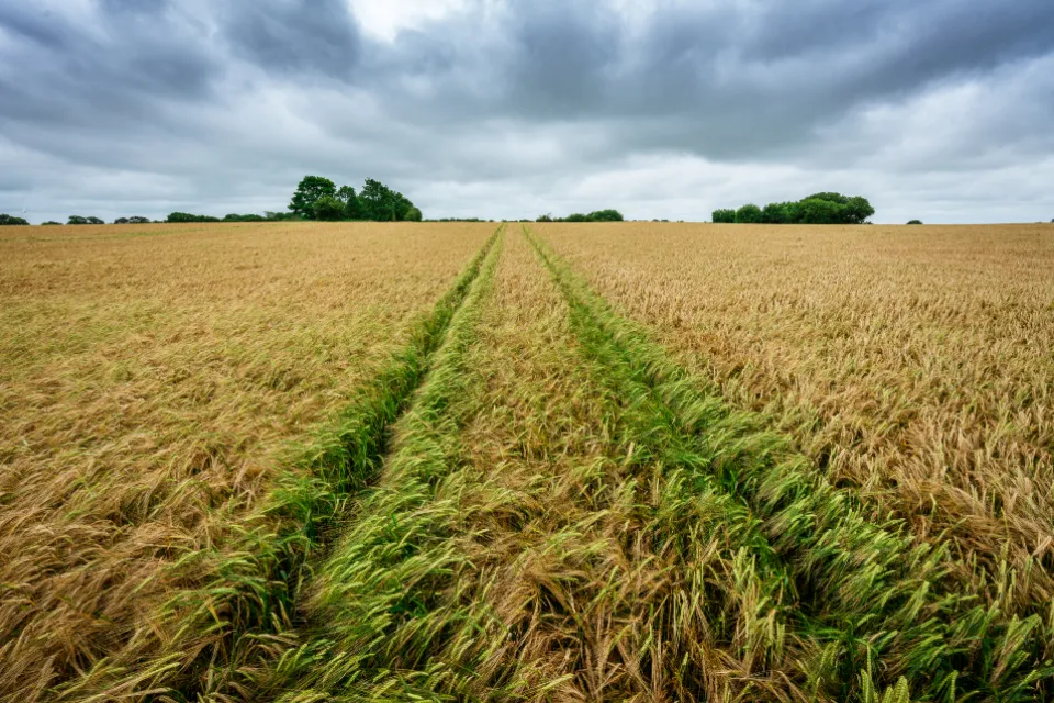 Tractor wheel tracks running through a ripening grain field